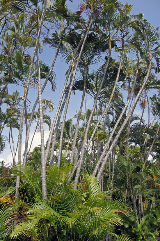Hawajskie palmy kokosowe