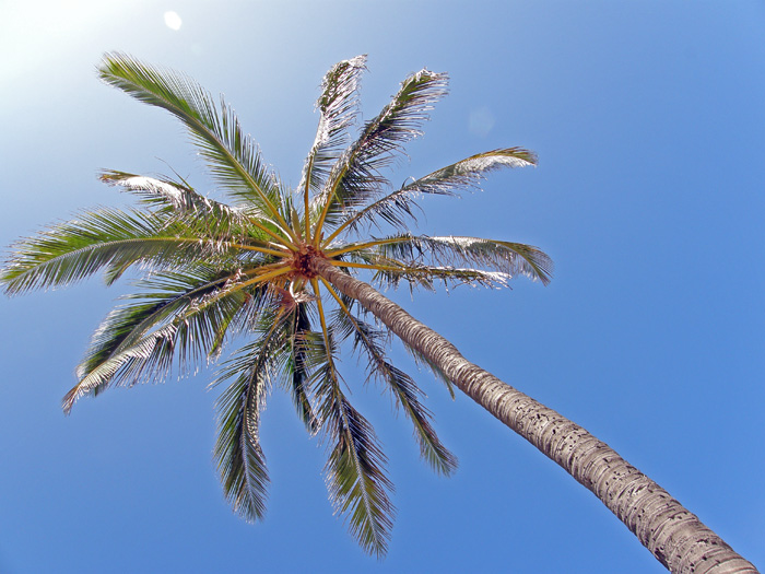 Hawajskie palmy kokosowe