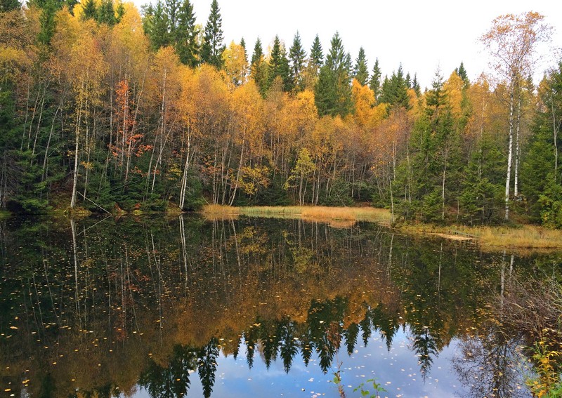 Piękna norweska jesień w Nordmarce